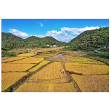 凤凰县高塘村：水稻机械化收割奏响“丰收曲”
