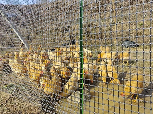 图片11.jpg 图片11.jpg