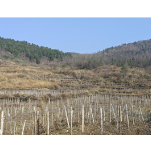 凤凰县禾库镇帮增村:盘活高山闲置地 吊瓜结出“致富籽”