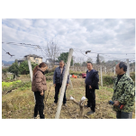 凤凰县廖家桥镇:农技服务到田间 猕猴桃嫁接促增收