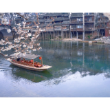 凤凰古城樱花盛开，春意盎然迎客来
