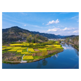 春日限定！官庄龙潭油菜花盛放成金色海洋