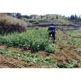 凤凰县新岩村：购置营养土，助力冬瓜产业再升级