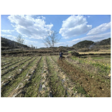 凤凰县两林乡：烟田初翻耕，大地绘“金”章