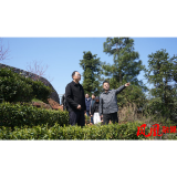毛家深入乡镇调研督导茶叶和烟叶产业发展工作