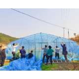 凤凰县新岩村：修复育苗大棚膜 助力冬瓜产业稳步发展