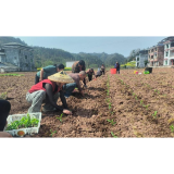 凤凰：让科技‘育’见好品种 让移栽‘栽’出新丰收 新品种示范在行动