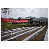 凤凰县：掀起烟叶移栽热潮，助力农民增收致富