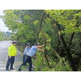 凤凰：树枝刮断成“拦路虎” 民警及时除障保畅通