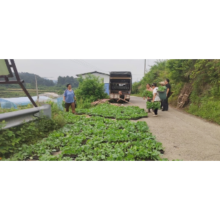 30亩瓜苗跨镇移栽 新岩村与得胜营社区共谋产业发展新篇