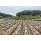 凤凰县全面完成2.2万亩烟叶移栽跑出春耕“加速度”
