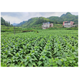 凤凰县：以科技示范园为引擎，激活烟叶产业新动能