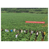 凤凰县开展烟叶优化等级结构现场培训