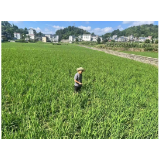 凤凰县农业农村局：筑水稻“健康屏障”保“粮仓”无忧