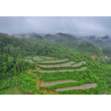 凤凰县吉信镇旯都洋村：紫薯种出“甜蜜”致富路  点亮乡村振兴新“薯”光