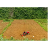 凤凰县试点推广“烟荞连作”模式拓宽群众增收渠道