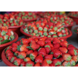 春日草莓飘香迎客来 凤凰县满家村草莓园农旅融合乐趣多