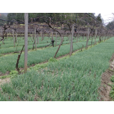 凤凰：猕猴桃套种小葱  "以短养长" 助增收