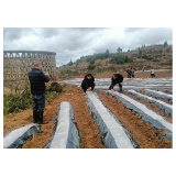 凤凰县：紧盯标准强督查扎实推进山地特色优质烟叶生产