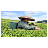 凤凰县阿拉营镇：茶香漫山润民生 一片绿叶富乡村