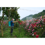 凤凰县城镇绿化管理站开展干部职工专业技术专项培训