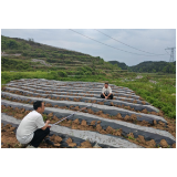 凤凰县：抓实“千株定亩”核查护航烟叶提质