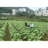 凤凰县:强化田间管理指导 护航烟叶稳产丰收