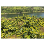 凤凰县两林乡:高山“山银花”待“春”归