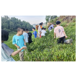 耕读苗乡育新苗 非遗传承润童心丨凤凰县吉信镇满家村暑期研学夏令营纪实