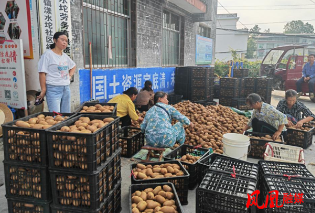 凤凰县廖家桥镇漾水坨社区：果香四溢迎丰收