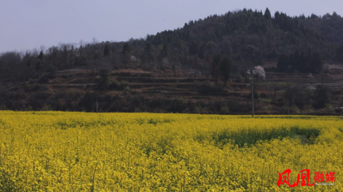 腊尔山镇苏马河村：油菜花开正盛扮靓美丽乡村