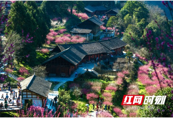 赋能密码①丨陈健：返乡建“花海” 让乡村游火“出圈”