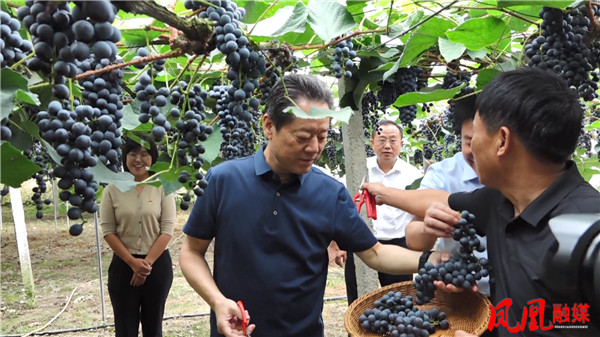虢正贵凤凰调研3分06秒 易灏[00_00_42][20230914-154721].jpg
