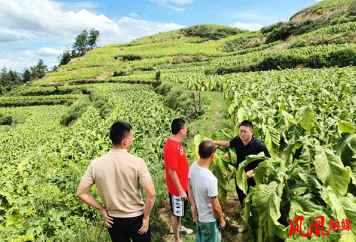 凤凰县：落实精细化技管 推动烟叶减损增效