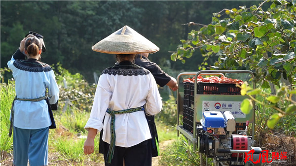 凤凰县新坪村红心猕猴桃采摘[00_05_26][20240912-114125].jpg