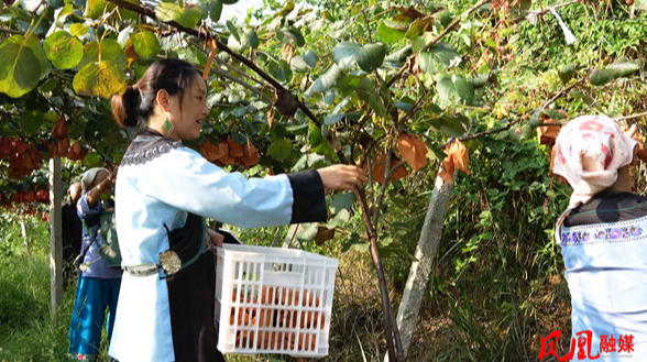 凤凰县新坪村：红心猕猴桃“甜蜜”上市