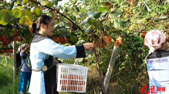 丰收时节看湘西丨凤凰县新坪村：红心猕猴桃“甜蜜”上市