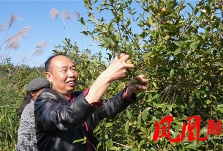 凤凰县长车村:油茶采摘季开启 满山“金果”助农增收