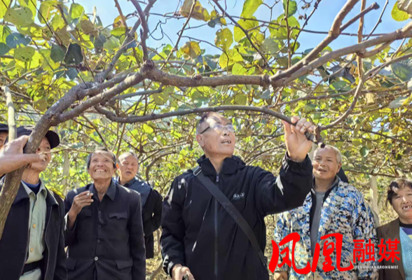 凤凰县:石化帮扶强技能 猕桃产业添活力