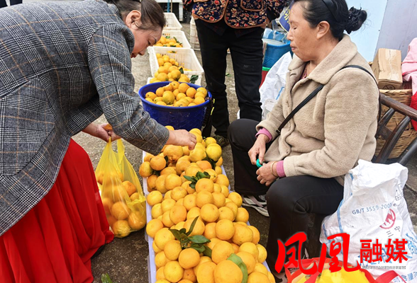 桔满枝头时,小村有盛会!凤凰县沱江镇大湾村第五届柑桔节启幕