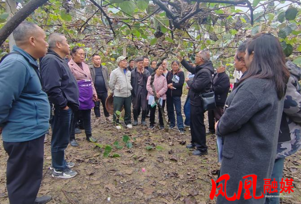 凤凰县林寨村:雨润猕园传绝技 田头授艺助增收