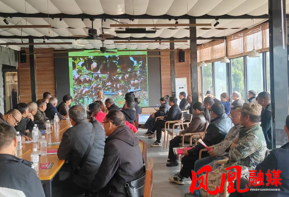 凤凰县召开猕猴桃花粉生产研讨会 助力农业产业链升级