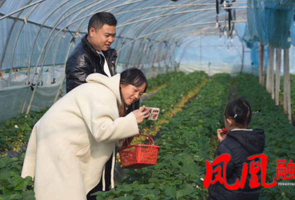 凤凰八斗丘草莓园冬季多品种上市  吸引游客采摘