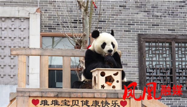 春日游凤凰中华大熊猫苑 憨态萌宝成趣景