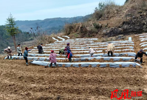 凤凰县：合同攥在手 种烟不用愁