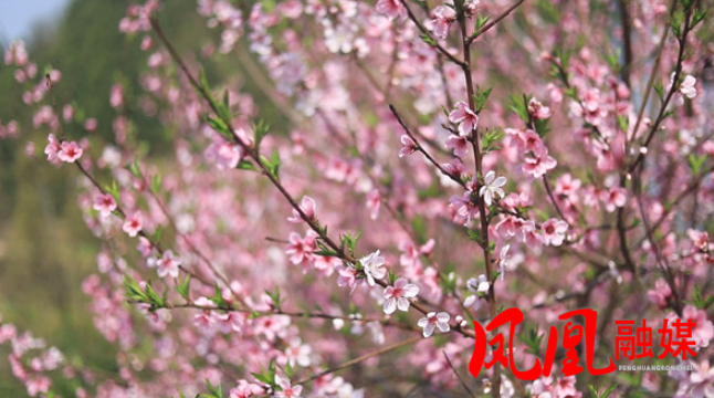 凤凰：碧桃花开美如画