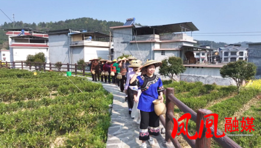 凤凰县:茶旅深度融合 茶产业步入发展快车道