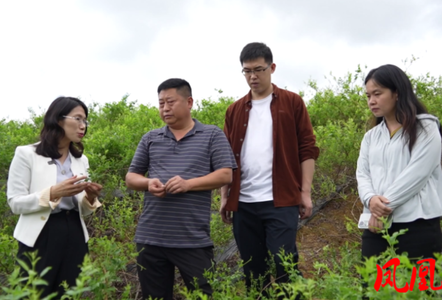 凤凰县：科技服务助力乡村振兴 特色产业跑出“加速度”