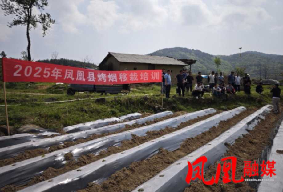 凤凰县：掀起烟叶移栽热潮，助力农民增收致富