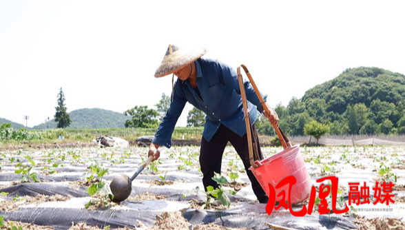 六月田间管护忙 冬瓜田里架起“致富梯”